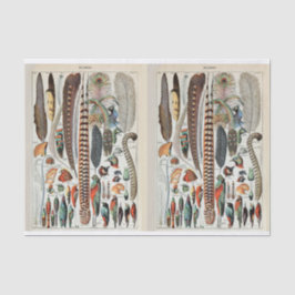 Illustraties van vogels, veren, ontkoppelen tissuepapier