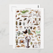 Illustratiewoordenboek artropodes briefkaart (Voorkant / Achterkant)