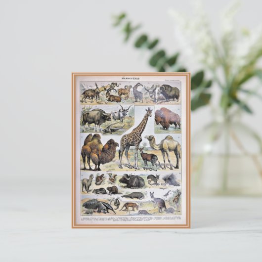 Illustratiewoordenlijst mammifères briefkaart (Staand voorkant)