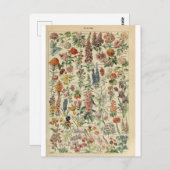 Illustratiewoordvoerders Briefkaart (Voorkant / Achterkant)