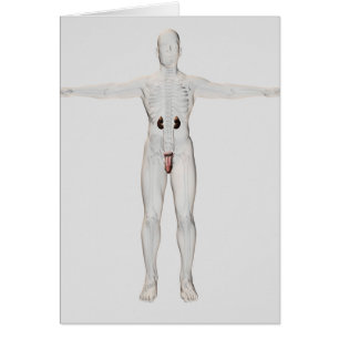 Illustration 3D Du Système Reproductif Homme 2