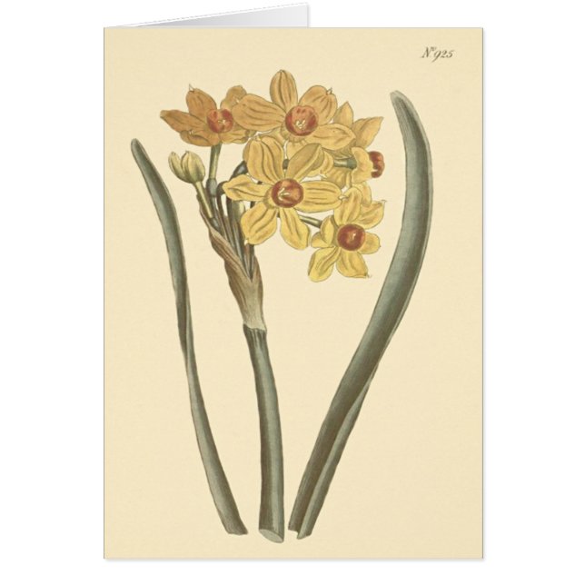 Illustration botanique de Polyanthus Narcissus (Devant)