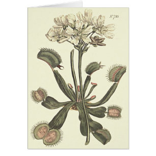 Illustration botanique de Vénus Flytrap