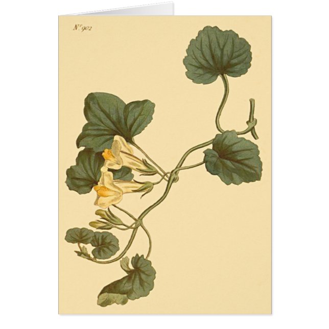 Illustration botanique du Snapdragon à feuilles ca (Devant)