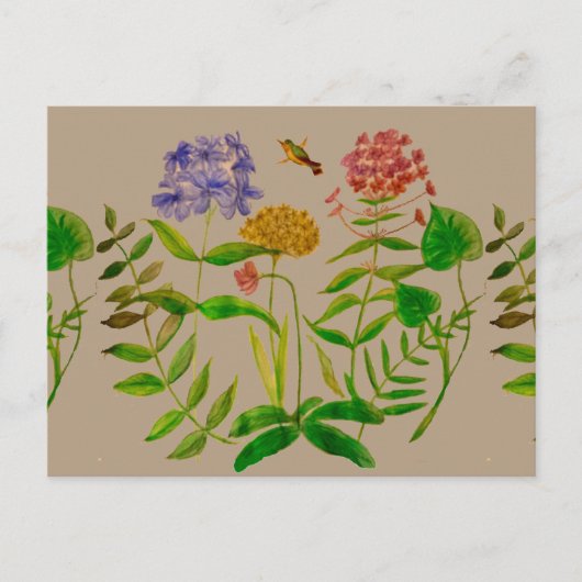 Illustration botanique sur carte postale (Devant)