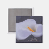 Illustration Calla Lily des aimants frigo (Recto/Verso)