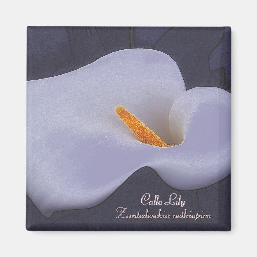 Illustration Calla Lily des aimants frigo (Devant)