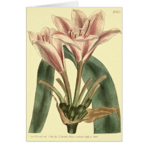 Illustration d'Amaryllis à longue feuille