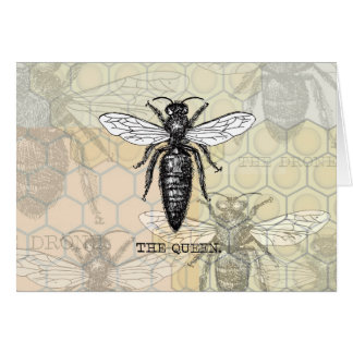 Illustration d'antiquité de l'insecte de la reine 