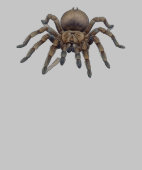 Illustration d'araignée de mer au aquarelle (Ourlet)