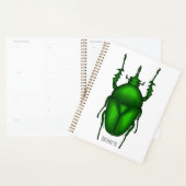 Illustration de bug Mecynorhina torquata (Devant avec enveloppe)