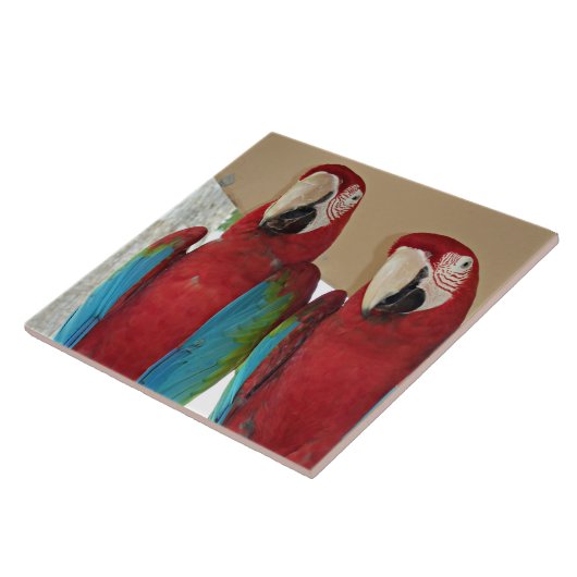 Illustration de carreau tropical de couple d'aras (Côté)