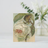 Illustration de carte postale Rose victorienne (Debout devant)