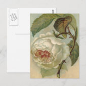 Illustration de carte postale Rose victorienne (Devant / Derrière)