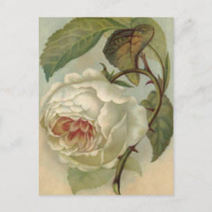 Illustration de carte postale Rose victorienne