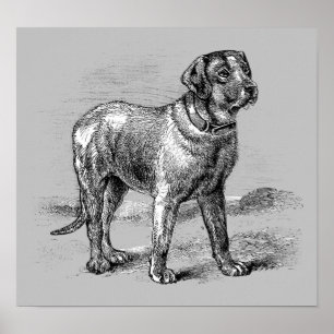 Illustration de chien vintage - Impression d'archi