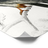 Illustration de Faucon à pattes rouges Impression  (Coin)