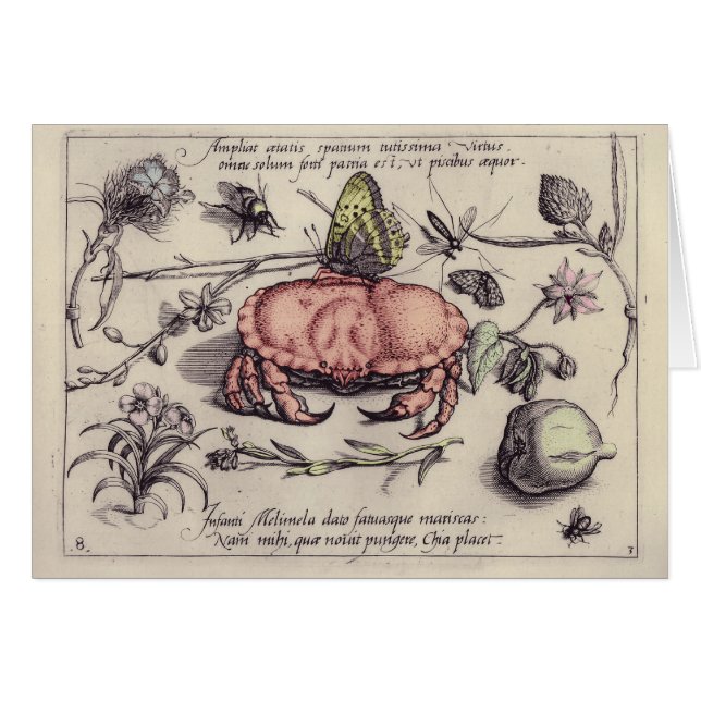 Illustration de la fleur d'insectes botaniques du  (Devant horizontal)