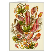 Illustration de la plante à piège de Haeckel pour  (Devant)