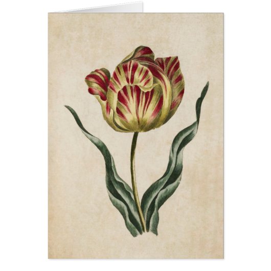Illustration de la tulipe florale vintage (Devant)