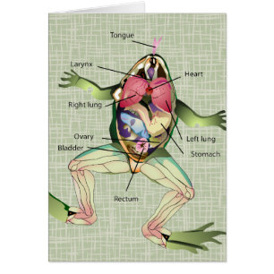 Illustration de l'anatomie de la grenouille