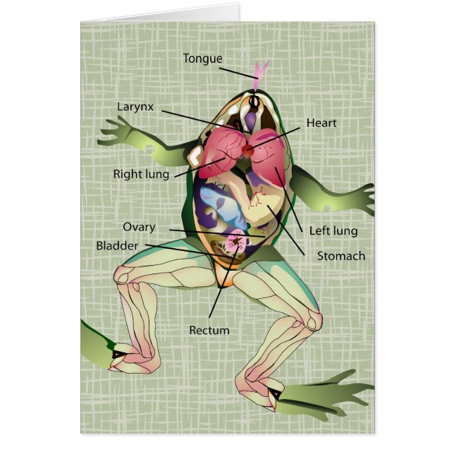 Illustration de l'anatomie de la grenouille (Devant)