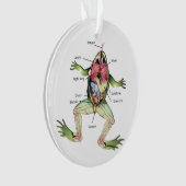 Illustration de l'anatomie de la grenouille (devant)