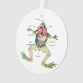 Illustration de l'anatomie de la grenouille (devant)