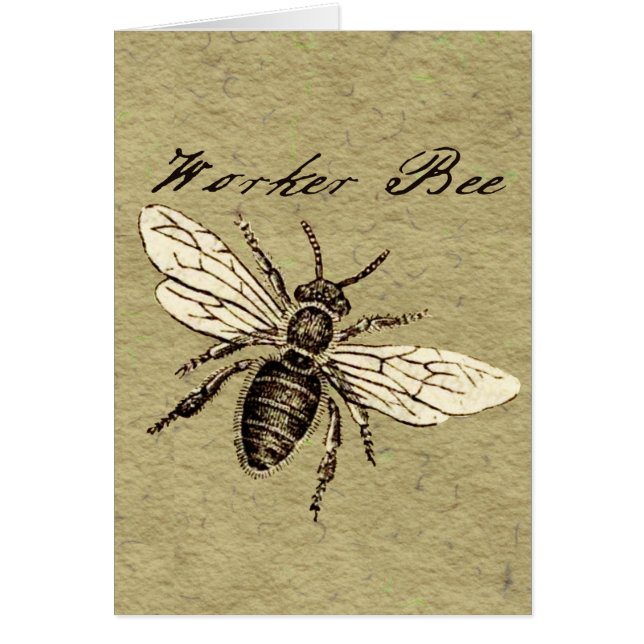 Illustration de l'insecte d'abeille vintage (Devant)