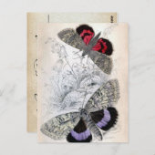 Illustration de papillon français vintage - Carte (Devant / Derrière)