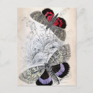Illustration de papillon français vintage - Carte 