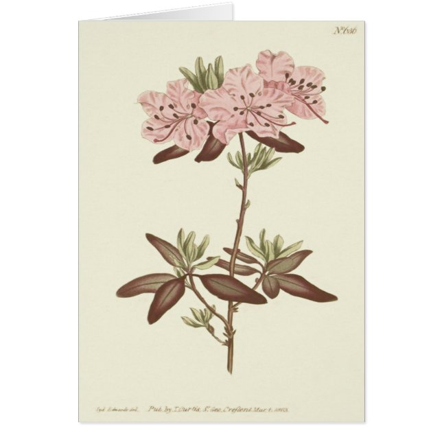 Illustration de Rhododendron à feuilles ponctuées (Devant)