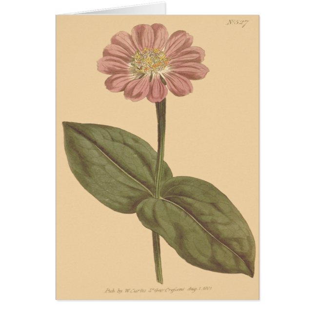Illustration de Zinnia couleur violet (Devant)