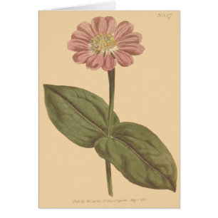 Illustration de zinnia de couleur violette