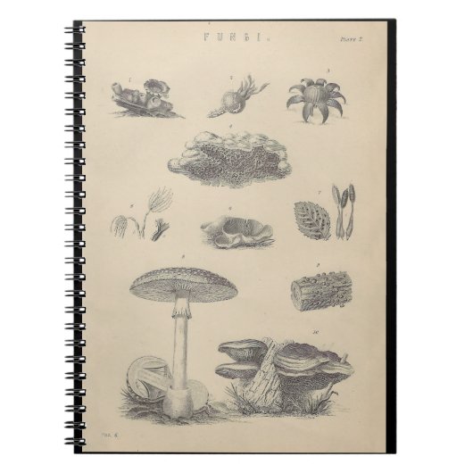 Illustration des champignons du 19e siècle Livre d (Devant)