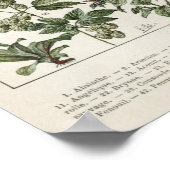 Illustration des Plantes médicinaux Impression Vin (Coin)