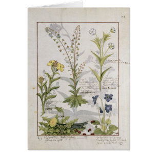Illustration du "livre des médecines simples" 2