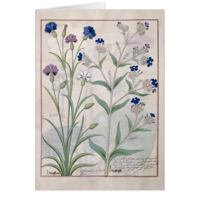 Illustration du "livre des médecines simples" 3 (Devant)