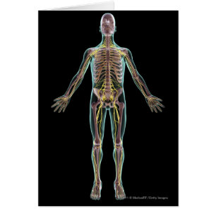 Illustration du système nerveux