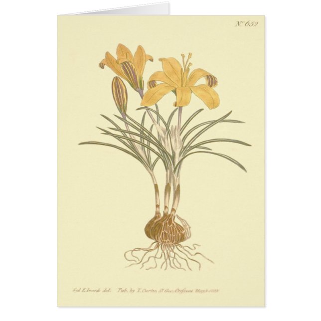 Illustration du tissu de crocus d'or (Devant)