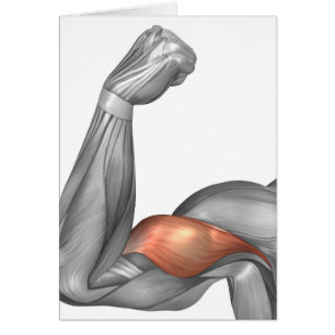 Illustration D'Un Bras Flexé Montrant Un Bicep