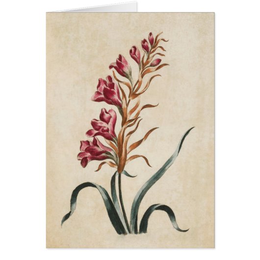 Illustration Foxglove vintage botanique (Devant)