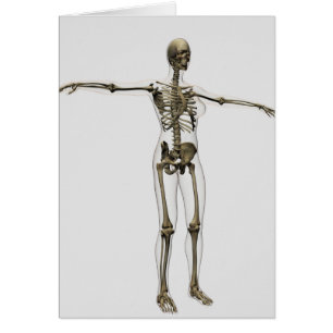 Illustration Médicale de plein squelette femelle