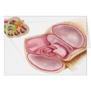 Illustration Médicale D'EndOlymph
