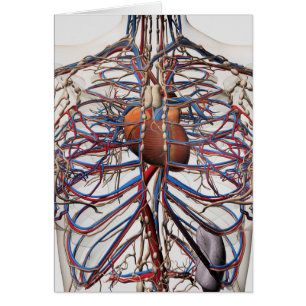 Illustration Médicale Des Artères Du Sein Féminin