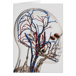 Illustration Médicale des artères principales 1
