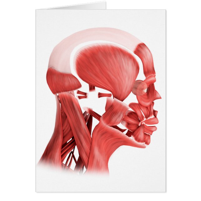 Illustration Médicale Des Muscles Faciaux Hommes 2 (Devant)