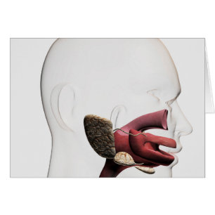 Illustration Médicale Du Digestif Humain