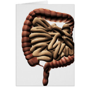 Illustration Médicale du gros intestin