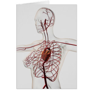 Illustration Médicale Du Système Circulatoire Fémi